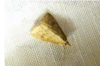 Udea ferrugalis