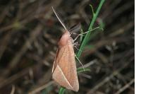 Compsoptera opacaria