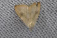Rivula sericealis