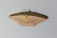 Cyclophora puppillaria