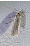 Eilema caniola