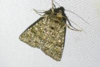 Polymixis lichenea