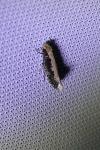 Monopis crocicapitella