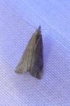 Schrankia costaestrigalis