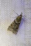 Eudonia angustea