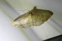Patania ruralis