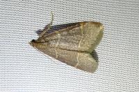 Hypsopygia glaucinalis