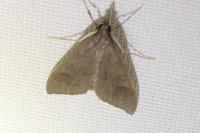 Mecyna asinalis