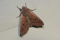 Leptologia lota