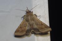 Helicoverpa armigera