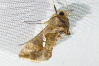 Chrysodeixis chalcites