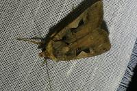 Xestia c-nigrum