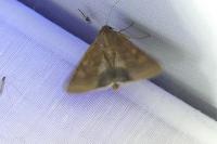 Helicoverpa armigera