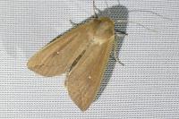 Mythimna unipuncta