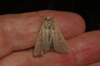 Mythimna unipuncta