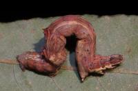 Selenia dentaria