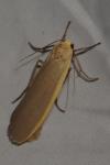 Katha depressa