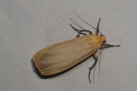 Katha depressa