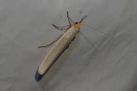 Eilema caniola