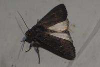 Aporophyla nigra
