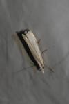 Crambus pascuella