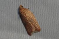 Acleris
