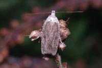 Agonopterix assimilella