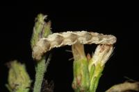 Eupithecia virgaureata