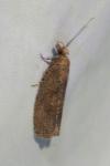 Epinotia