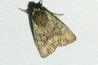 Mniotype solieri