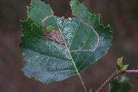 Lyonetia clerkella
