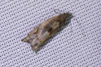 Rhopobota naevana
