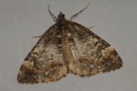 Dysstroma truncata