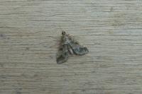 Duponchelia fovealis