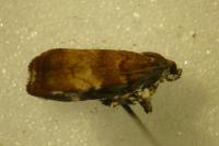 Choreutis pariana