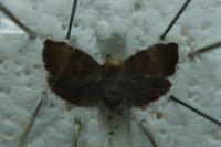 Choreutis pariana