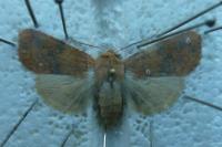 Cirrhia gilvago