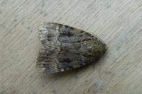 Amphipyra pyramidea
