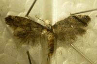 Paraswammerdamia nebulella