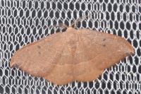 Watsonalla binaria