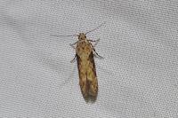 Scrobipalpa costella