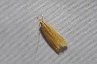 Helcystogramma rufescens