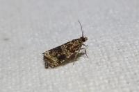 Celypha lacunana