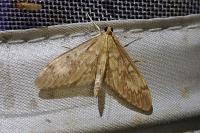 Anania lancealis