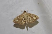 Anania stachydalis