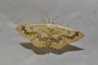 Cyclophora annularia