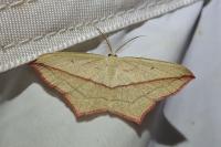 Timandra comae