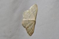 Idaea subsericeata