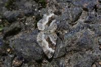 Epirrhoe alternata