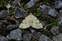 Colostygia pectinataria